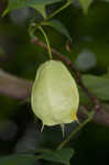 American bladdernut